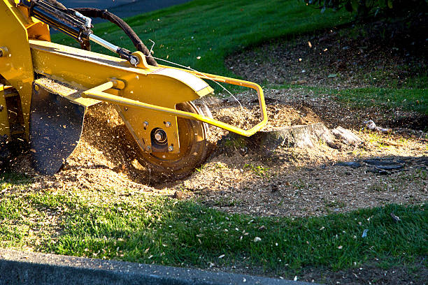 How Our Tree Care Process Works  in  Stinnett, TX